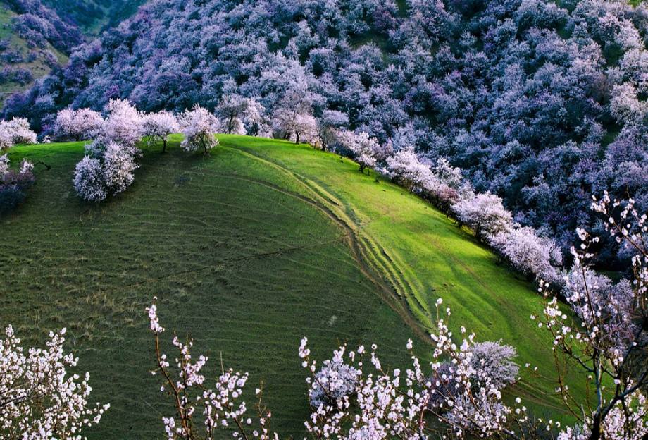 伊犁赏花8日环线·安集海大峡谷 赛里木湖 中华福寿山景区 吐尔根杏花