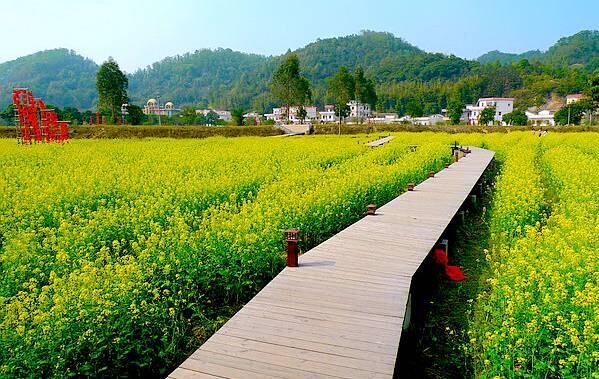 花都赏花一天游